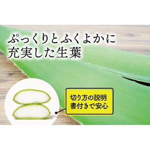 【食用】朝採り アロエベラ生葉 2kg（2枚～4枚）3年物　宮城県産