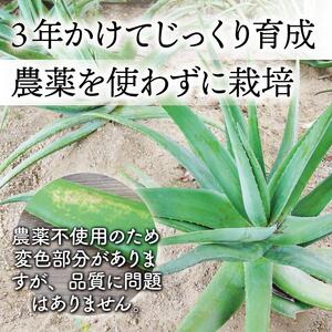 【食用】朝採り アロエベラ生葉 6kg（6枚～12枚）3年物　宮城県産