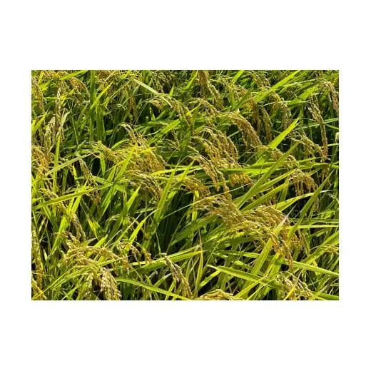 こしひかり 5kg 鈴鹿山麓の銘水が育てた米、米どころ三重県産小山田地区「こしひかり（精米）」5kg 小山田米