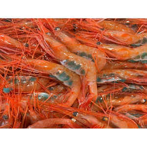 【21007】鳥取網代港 朝獲れ直送！旬の天然魚セット【さかなや新鮮組】