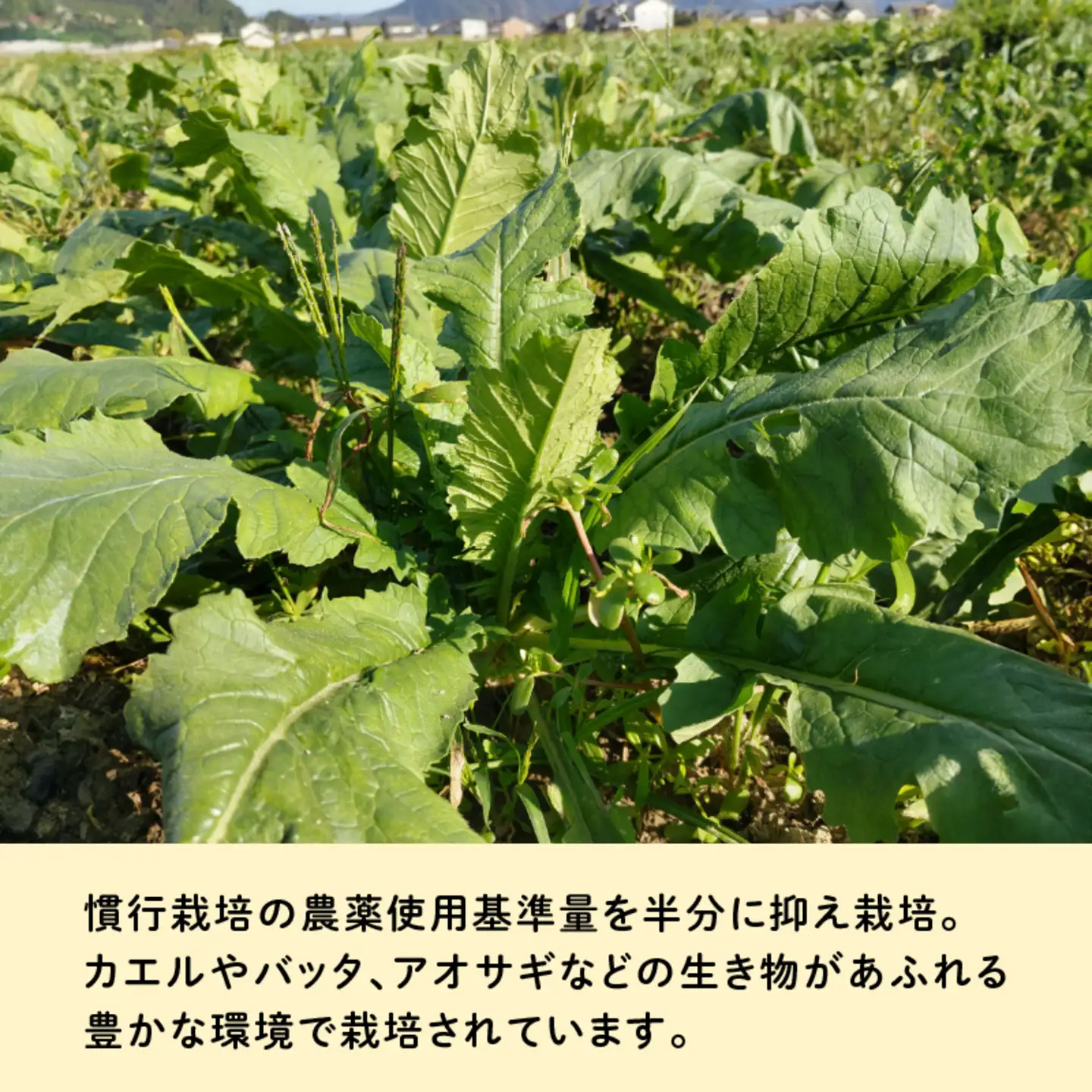 おろしそばに最適! 福井県産 辛味大根 4kg