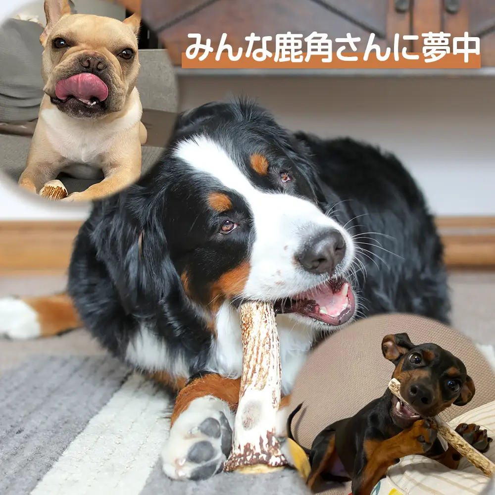 鹿の角 エゾシカ 犬のおもちゃ 『鹿角さん』 中型犬用 割っていないタイプ 2本 CB041