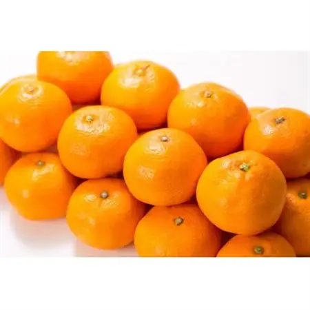 有田みかん 約15kg(+傷み補填分1kg)ニ合計16kg【サイズおまかせ】薄皮で甘い美味しいみかん【1481980】