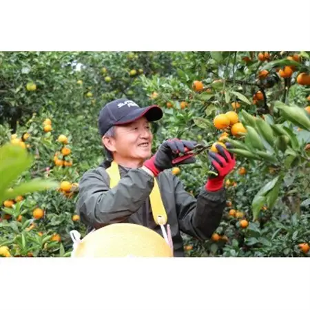 【先行受付】和歌山産　ゆら早生みかん　贈答用　秀品　約10kg箱入り　2S～2Lサイズ【1482415】