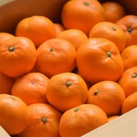 【先行受付】和歌山産　家庭用　宮川早生みかん　約10kg 2S～2Lサイズ【訳ありみかん】【配送不可地域：離島・北海道・沖縄県】【1482416】