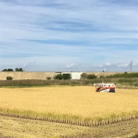 【新米が届く】10坪オーナー権(玄米)ひとめぼれ15kg_ 玄米 米 こめ コメ   ひとめぼれ 米 _【1471087】
