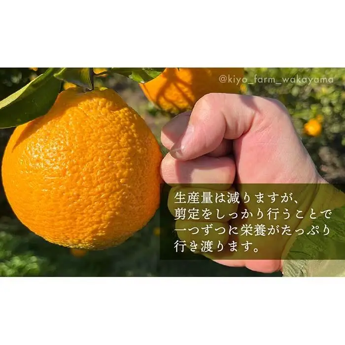 不知火 希少な樹上完熟！ 秀品大玉 6個入 (約2kg)　［2027年2月末頃から3月末頃まで発送］［KT2］