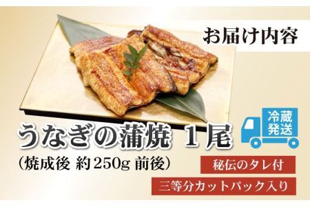 血抜きうなぎの蒲焼（無頭） 焼成後250g前後×1尾  国産 [A-044002]
