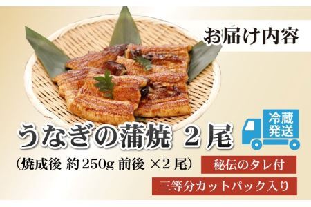 血抜きうなぎの蒲焼（無頭）焼成後250g前後×2尾  国産 [B-044001]