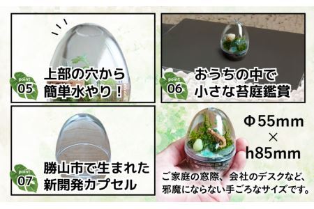 恐竜＋苔＋天然石が作り出す、癒やしの自然空間！ ジュラリウム Sサイズ [A-070001]