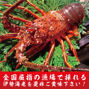 【漁師直送／生】伊勢海老 （1kg／2～5本） 伊勢エビ (KBL-22)