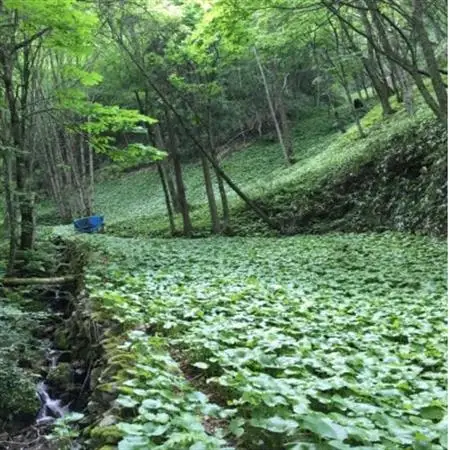 山葵の刺身【配送不可地域：離島】【1457558】