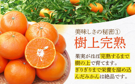 【先行予約】家庭用麗紅 約3kg[ECL001] れいこう 柑橘 果物 みかん