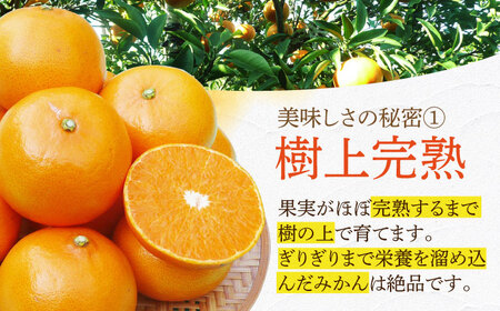 【ご家庭用】 せとか 約3kg ー2027年3月より発送ー 長与町/果豊園  [ECL003]  みかん ミカン 柑橘 かんきつ フルーツ 果物 完熟 季節限定 家庭用 先行予約 長崎県産 長与町