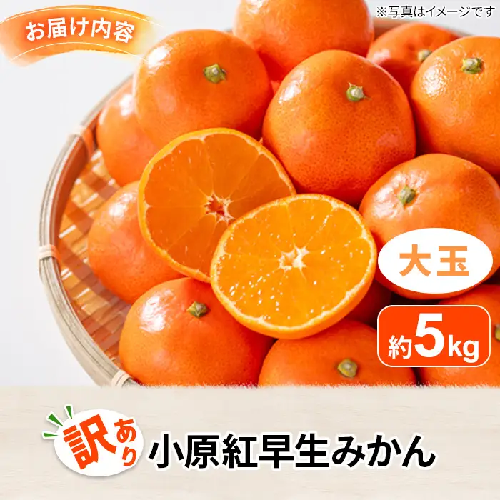 ＜先行予約！2026年12月上旬以降順次発送予定＞＜訳あり・家庭用＞香川県産 小原紅早生みかん(約5kg/大玉) 国産 果物 フルーツ 柑橘 【man089-B】【Aglio nero】