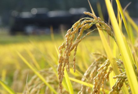 【令和7年産】新潟県産「新之助」5kg 関口商店 米 こめ コメ 精米 白米 【大人気のため予告なしに受付休止・再開します】 1N01016