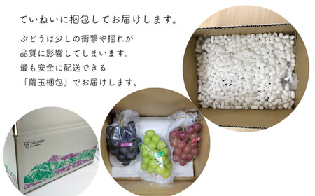 TK05　ぶどう3種セット プレミアムスリー（クイーンルージュ🄬／シャインマスカット／ナガノパープル）約1.5kg／2026年9月中旬頃～9月下旬配送予定 // 3種セット 長野県 南信州 種なし 皮ごと 食べ比べ 詰め合わせ 贈答 ギフト 新鮮 希少