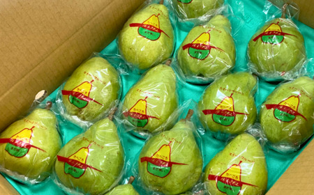 KL04 洋梨 ル・レクチェ（大玉）約5kg 贈答／2026年11月下旬頃から配送 // 長野県 松川町 梨 洋梨 洋ナシ ルレクチェ 大玉 産地直送 農家直送 農家支援 果物 フルーツ