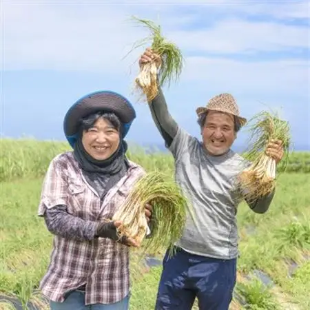 島らっきょうの塩漬け300g【配送不可地域：離島】【1036254】