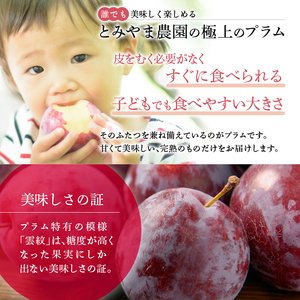 プラム 貴陽 7～9玉 収穫当日出荷 冷蔵便 大玉 すもも 皮ごと フルーツ 果物 おやつ デザート 希少品種 産地直送 新潟県 新潟 