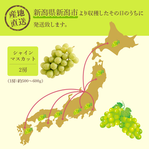 シャインマスカット 2房 約1～1.2Kg 収穫当日出荷 ぶどう フルーツ 果物 皮ごと食べられるぶどう 種なし おやつ デザート 産地直送 新潟県 新潟 