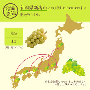 雄宝 1房 約1～1.2kg 収穫当日出荷 大粒 マスカット ぶどう フルーツ 果物 皮ごと食べられるぶどう 新品種 種なし シャインマスカット おやつ デザート 産地直送 新潟県 新潟 