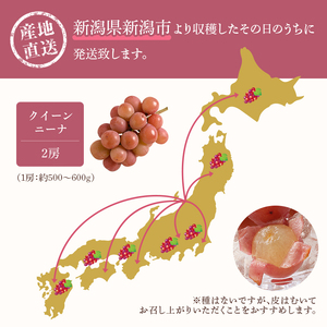 クイーンニーナ 2房 約1～1.2kg 収穫当日出荷 大粒 ぶどう フルーツ 果物 種なし おやつ デザート 新品種 希少品種 産地直送 新潟県 新潟 