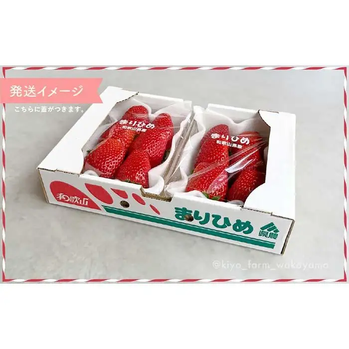 特大まりひめイチゴ 朝摘 6個～11個入×2パック［2027年1月中旬頃より発送］［先行予約］［KT3］