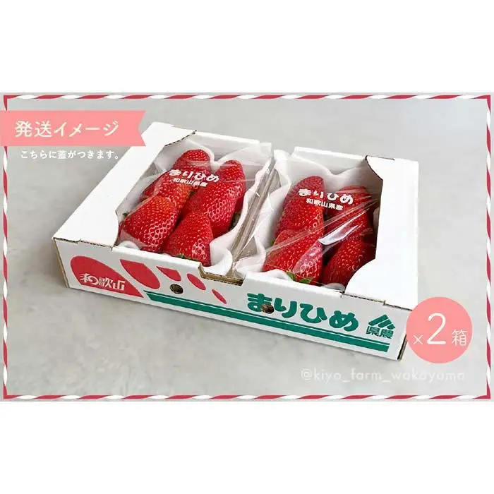 特大まりひめイチゴ 朝摘 6個～11個入×4パック［2027年1月中旬頃より発送］［先行予約］［KT4］