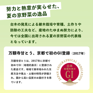 【2026年発送分】万願寺甘とう 化粧箱入 秀品 1kg ： 京野菜 万願寺とうがらし 万願寺甘とう