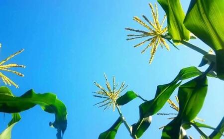 とうもろこし ＜2026年8月～9月発送＞【富士山の麓で育つ】河口湖町産Inakakara「ゴールドラッシュ」20本 野菜 やさい とうもろこし トウモロコシ コーン 先行予約