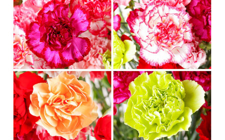 【母の日ギフト】カーネーション 花束 生花 切花 22本 母の日 前日にお届け 産地直送 高級【西九州させぼ地域商社 & 黒髪カーネーション】ギフト プレゼント カーネーション