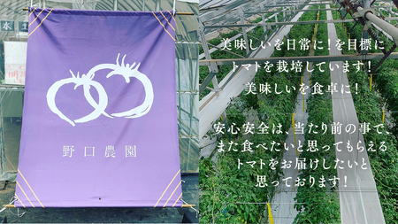 プチぷよミニトマト 合計 約1kg （約200ｇ × 5パック） トマト ミニトマト プチぷよ 新鮮 美味しい 野菜