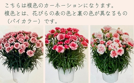 【2026 母の日 先行予約】7寸カーネーション　複色（バイカラー）母の日ギフト 花 フラワー 植物 お花 贈り物 珍しいカーネーション 底面給水 母の日のプレゼント 