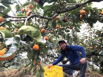 柿 富有柿 約3.5kg 和歌山県産 【秀品・贈答箱】【2026年11月中旬から2026年12月上旬発送】【A255-frks148】