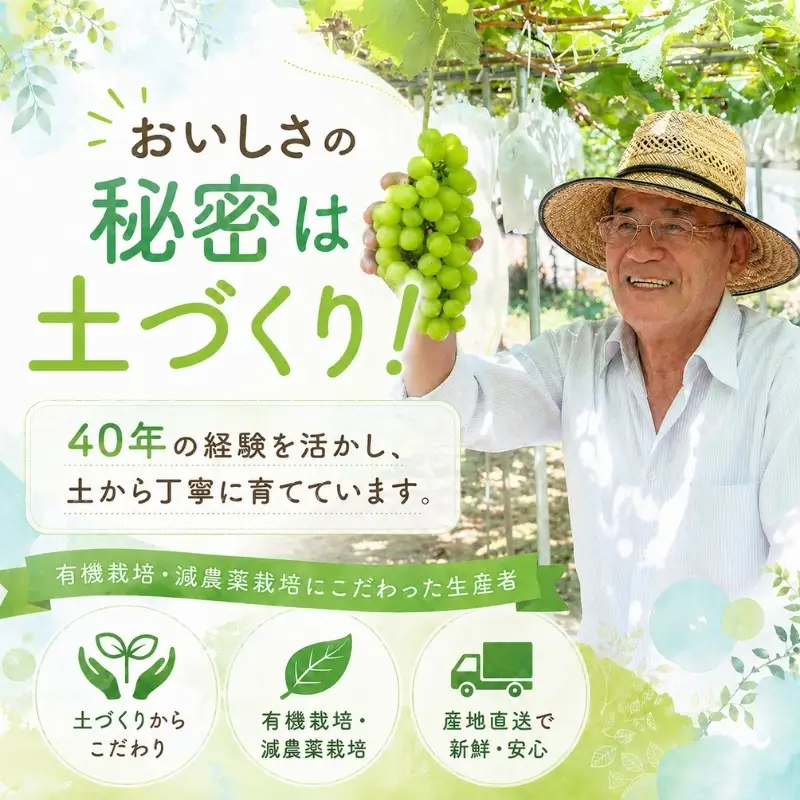 数量限定 モリヒロ園芸が育てたシャインマスカット 約1.5kg（2房） フルーツ ぶどう 