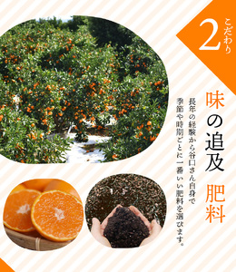 2S-Lサイズ不揃い 訳あり品 ご家庭用 たにぐち農園の 早生 温州みかん (マルチ栽培)  3kg【11月中旬～12月中旬に順次発送】 不揃い / みかん フルーツ 果物 くだもの【mtn102B】