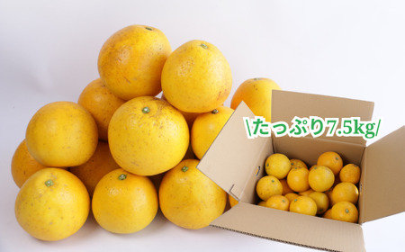 【訳あり】 愛南ゴールド 約7.5kg 柑橘 フルーツ みかん 河内晩柑 