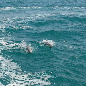 ウォッチング船「フリッパー」で行くイルカ・クジラウォッチング