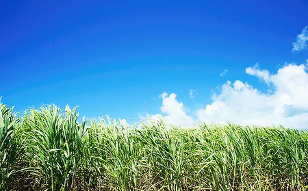 丸海きあら月桃ジェル