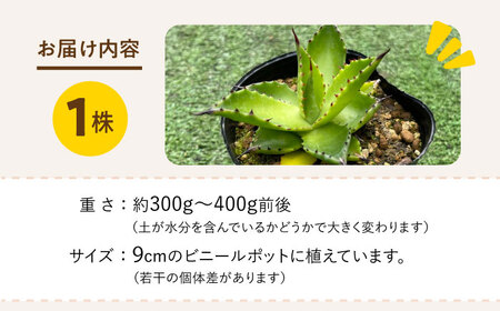 Agave chiapensis　アガベ チアペンシス 1株 長与町/アグリューム[EAI121]  観葉植物 多肉植物 苗 植物 アガベ あがべ インテリア