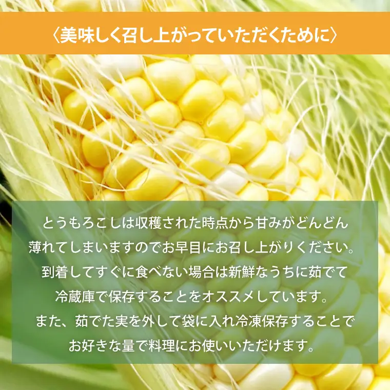 【数量限定】とうもろこし おまかせ1品種（9～10本） 茨城県 水戸市（IW-1）