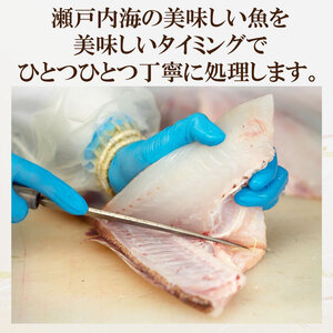 ＜冬のお届け＞ 旬のお刺身 2種類 (2~3人前×2種類) 魚 切身 鮮魚 刺身セット 刺身2種盛り 刺身 お刺身 お刺し身 魚介 海の幸 小分け 個包装 冷凍 鯛 カワハギ スズキ イカ サワラ タコ ハマチ ヒラメ 愛媛県 松山市【AIS010_04】