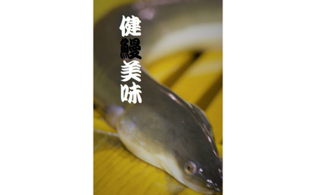 一色産うなぎ蒲焼 無頭(4〜6尾　合計600g以上)・T055-29