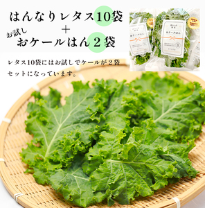 みらい乃野菜 はんなりレタス 10袋+2袋 ： レタス 水耕栽培 ケール