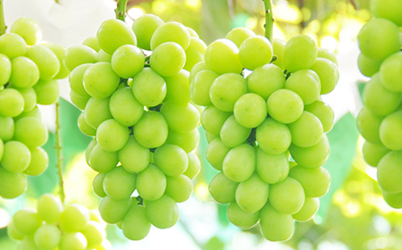 先行予約 全3回 フルーツ定期便 さくらんぼ 佐藤錦 尾花沢すいか シャインマスカット 令和8年産 ja-ft3cx-b-sm