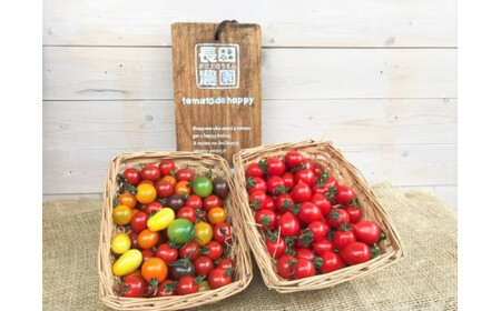 【先行受付】シーズンスタート11月から楽しめるトマト8か月定期便 野菜ソムリエサミット 金賞 受賞 長田農園 産地直送 カラフル トマト とまと 野菜 やさい フルーツ サラダ 濃厚 甘い ご褒美 プレゼント 美容 健康 リピート多数 人気 高評価 数量限定 碧南市 H004-207