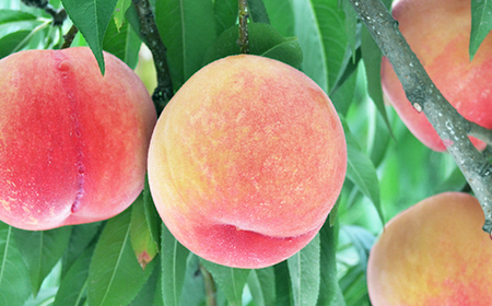 先行予約 全3回 フルーツ定期便 さくらんぼ 佐藤錦 尾花沢すいか もも 令和8年産  ja-ft3cx-b-mo