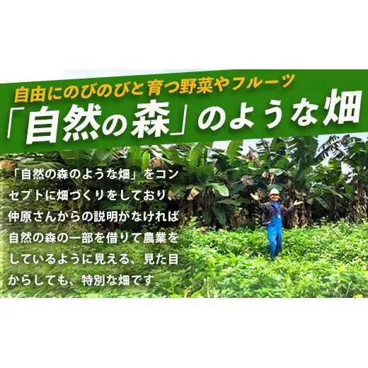 ＜1回1組限定プライベート体験ツアー！＞農薬を使わない、仲原さんの「森のような畑」OI-21-1