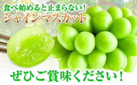 【2026年発送】シャインマスカット 2kg  ひらた農園 マスカット